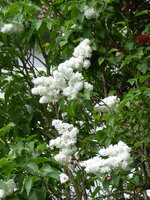 P1070833Flieder.JPG