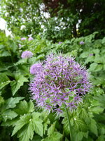 P1070834Zierlauch.JPG