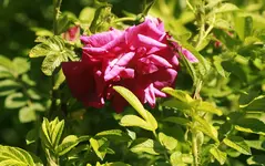 _MG_8968.webp