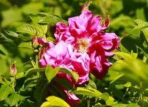 _MG_8973.webp
