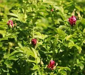 _MG_8970.webp