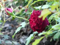 004.webp