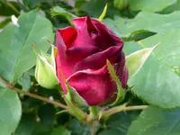 011.webp