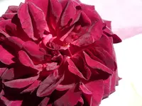 002.webp