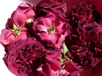 001.webp