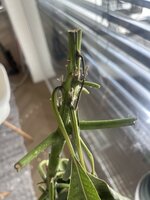 IMG_2885.jpeg