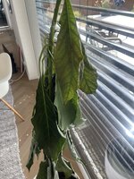 IMG_2886.jpeg