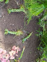 IMG_20250507_164135.jpg