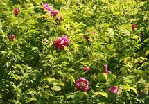 _MG_8957.webp