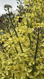 IMG_4236.jpeg