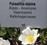 Haarmannli.jpg