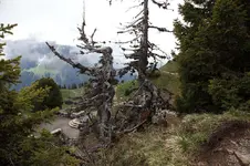 2014SchyPl26.webp