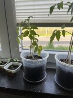 IMG_0272.JPEG
