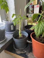 IMG_0273.JPEG