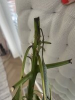 IMG_2947.jpeg