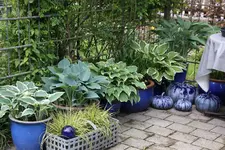 Hosta     0725.webp