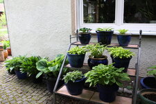 Hosta     0825.JPG