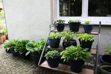 Hosta     0825.webp