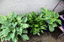 Hosta     0925.JPG