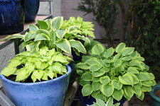 Hosta     1025.JPG