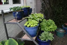 Hosta     1125.webp
