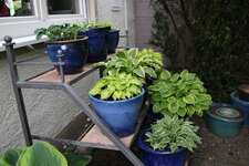 Hosta     1125.JPG