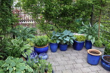 Hosta     1225.JPG