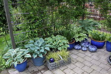 Hosta     1325.JPG