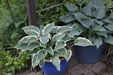 Hosta     1425.webp