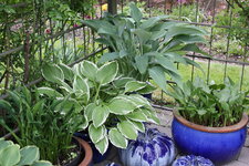 Hosta     1625.JPG