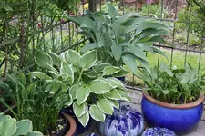 Hosta     1625.webp