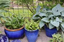 Hosta     1725.JPG