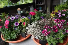 Mai       2625.webp