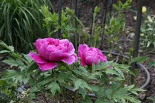 Mai       2725.webp
