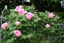 Mai       2825.webp