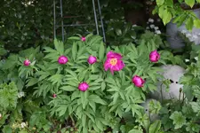 Mai       2925.webp