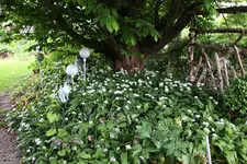 Mai       3025.webp