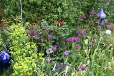 Mai       3225.webp