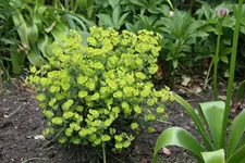 Mai       3725.webp
