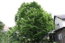 Hopfenbuche0225.JPG