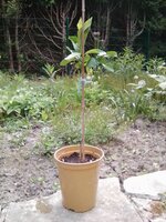 Citrus reticulata ´Juanita´.jpg