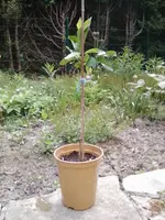 Citrus reticulata ´Juanita´.jpg