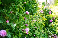 _MG_9042.webp
