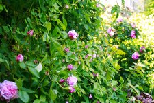 _MG_9042.JPG