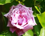 _MG_9000.webp