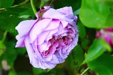 _MG_9048.webp