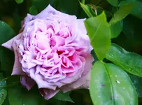 _MG_9049.webp