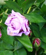 _MG_9059.JPG