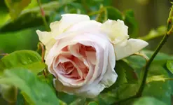 _MG_9038.webp