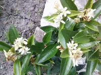 Citrangequat ´Thomasville´ 3.jpg